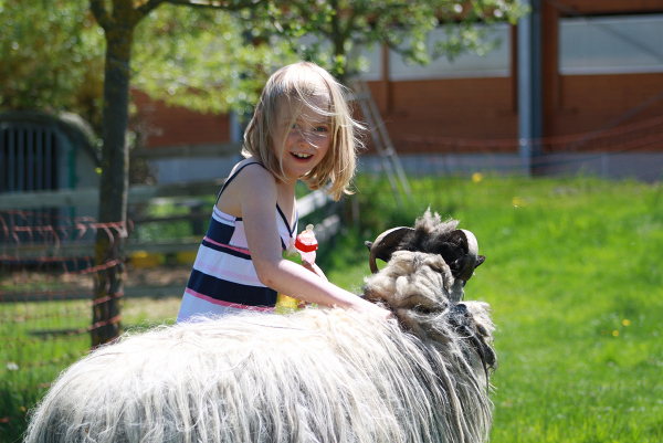 Unsere Tiere auf unserem Bauernhof am Campinggarten Leibertingen