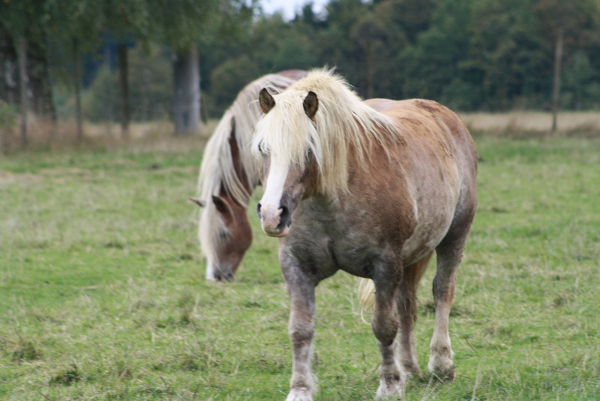 Unsere Jungtiere auf unserem Bauernhof am Campinggarten Leibertingen