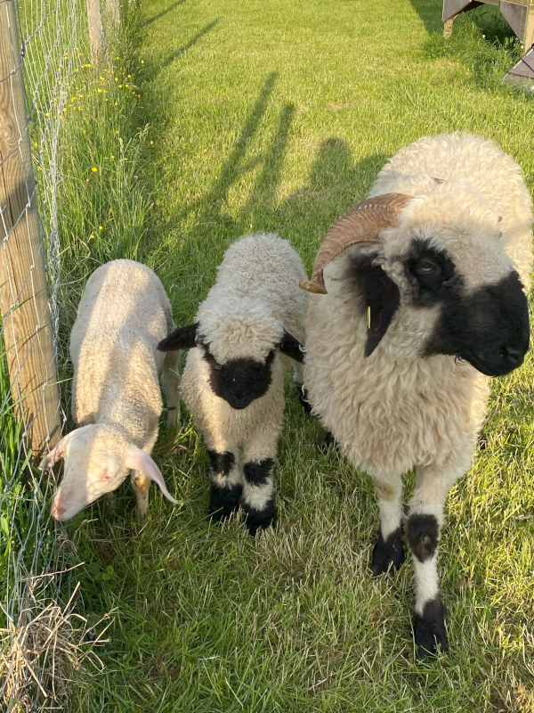 Unser Bauernhof am Campinggarten Leibertingen